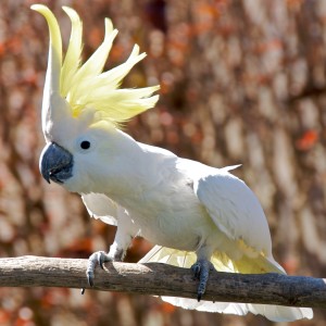 Cacatua_galerita_-perching_on_branch_-crest-8a-2c